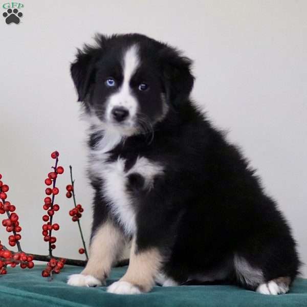 Harvey, Miniature Australian Shepherd Puppy